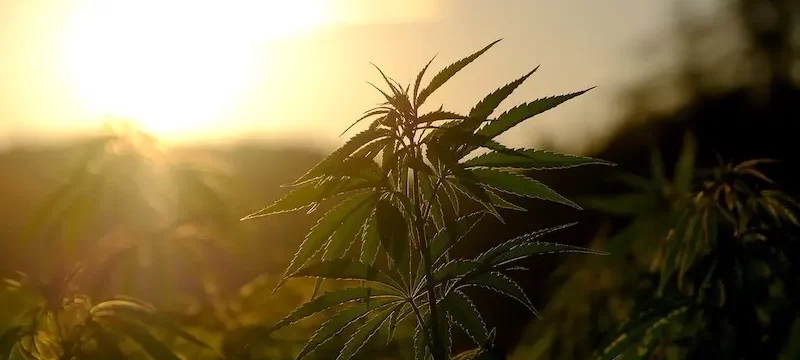 hemp cannabis